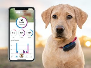 Tractive GPS-tracker till Hund-image